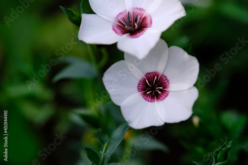 Flax "bright eyes" large-flowered. Flowers close-up, top view.