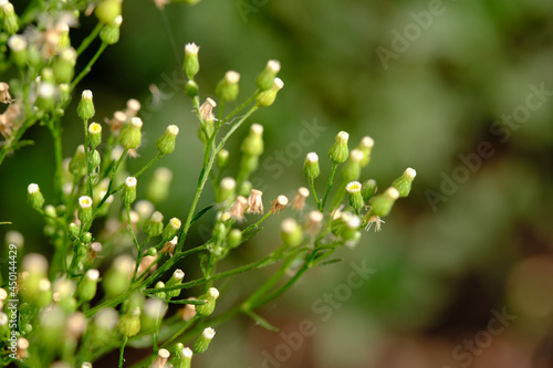 Small-petal canadian. Buds. Green blurred background, day. Erígeron canadénsis