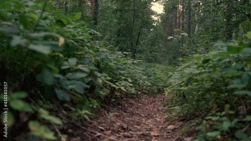 Walk on Dense Forest Path Walk on Dense Forest Path