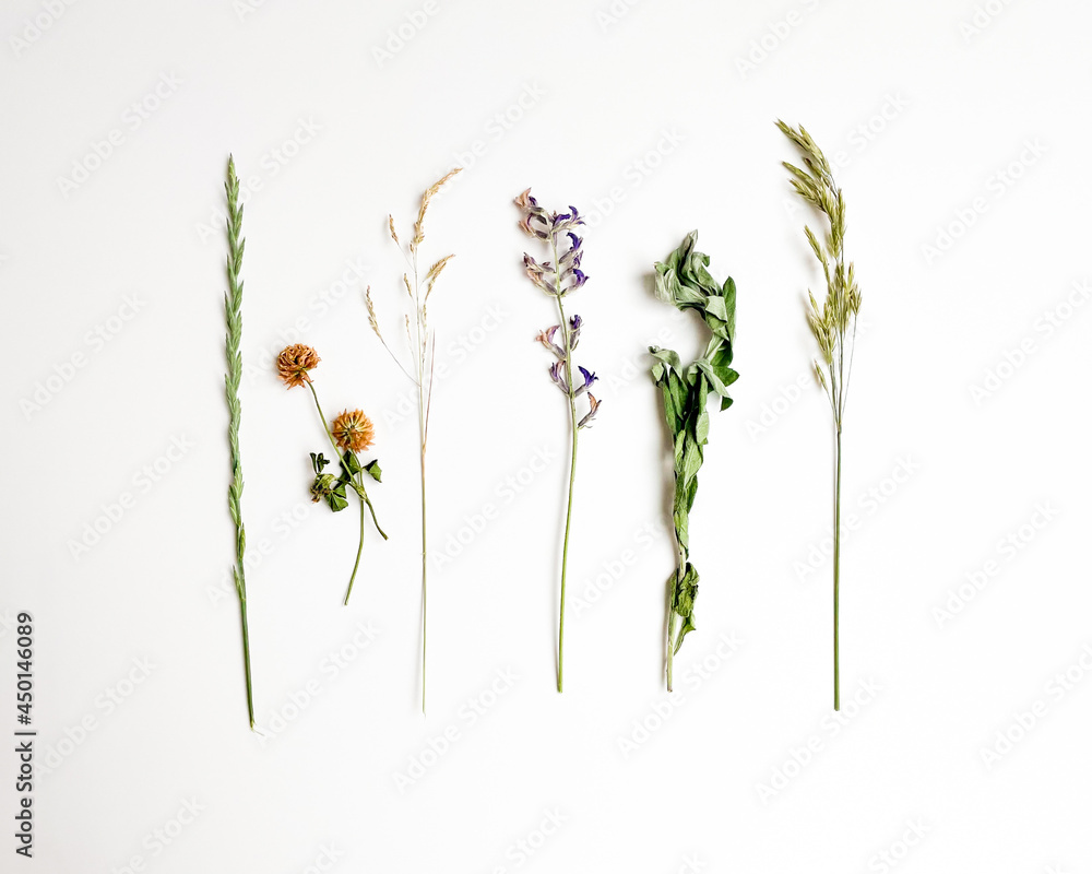 Minimalist wildflowers and plants isolated on white background. Flat lay, top view. Minimalist wildflowers and plants isolated on white background. Flat lay, top view.