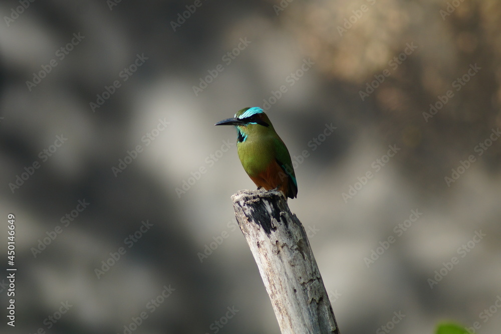 Obraz premium Turquoise-browed motmot