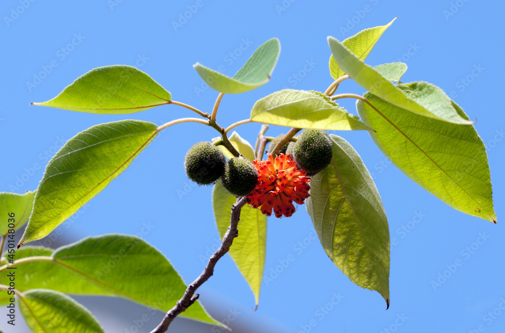 Fototapeta premium Paper mulberry