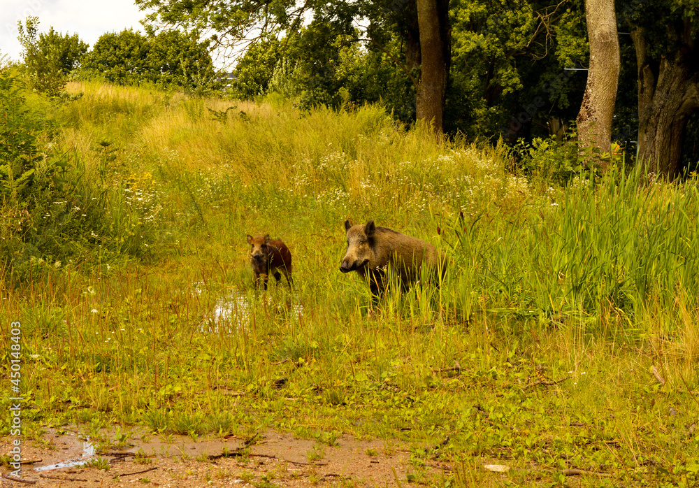 Wild animals encountered while walking. Wild boar with cubs Wild animals encountered while walking. Wild boar with cubs