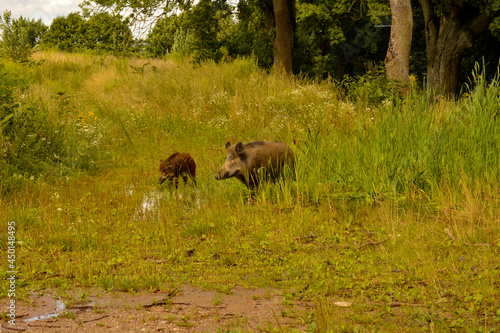 Wild animals encountered while walking. Wild boar with cubs © Marcin