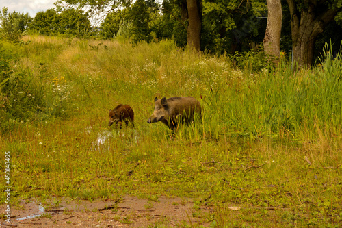 Wild animals encountered while walking. Wild boar with cubs