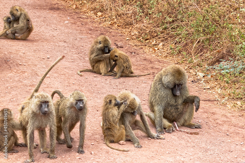 Tanzania, Serengeti park – Monkey.