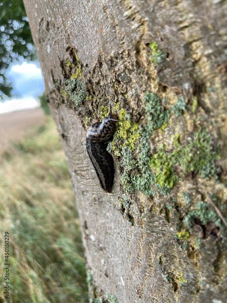 the tiger slug crawls along a tree the tiger slug crawls along a tree