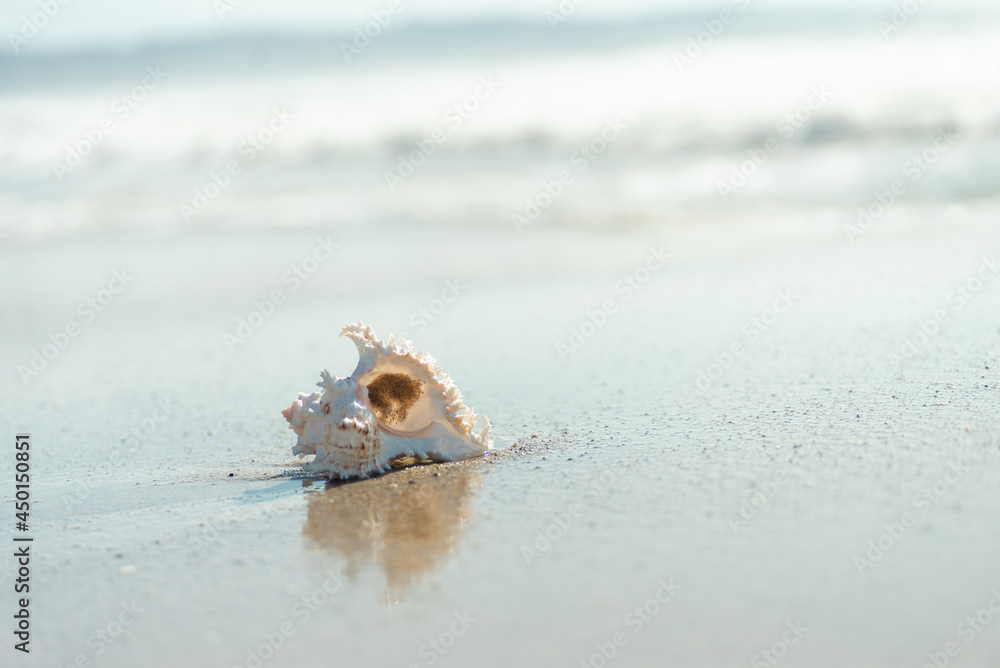 スタジオ貝がら
