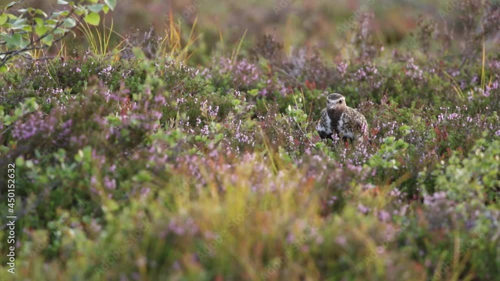 European golden plover, Pluvialis apricaria calling and trying to hide and quietly going away. Low angle European golden plover, Pluvialis apricaria calling and trying to hide and quietly going away. Low angle