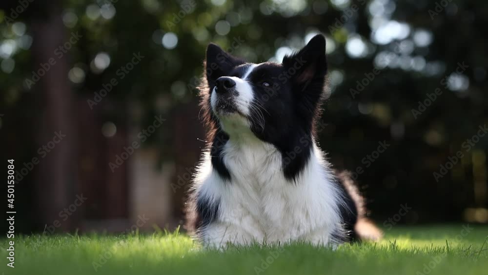 Attentive Border Collie in the Garden. Adorable Black and White Dog Lies Down in the Grass. Attentive Border Collie in the Garden. Adorable Black and White Dog Lies Down in the Grass.