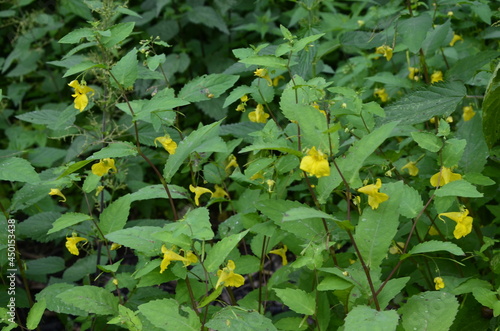 Impatiens noli-tangere - wild plant. Plant blooming in summer.