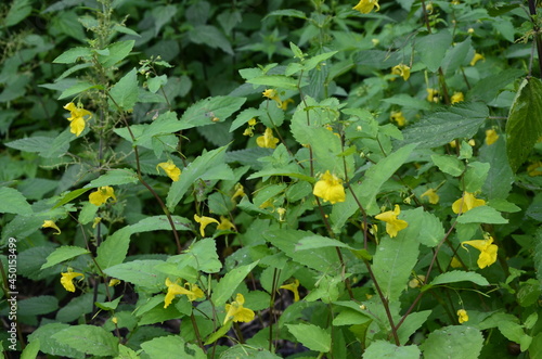 Impatiens noli-tangere - wild plant. Plant blooming in summer. photo