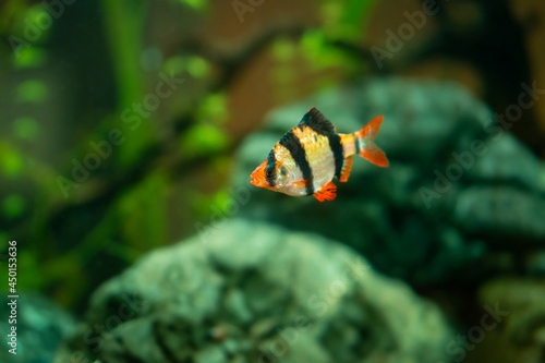 Fish in freshwater aquarium with green beautiful planted tropical. Colorful fish on green back