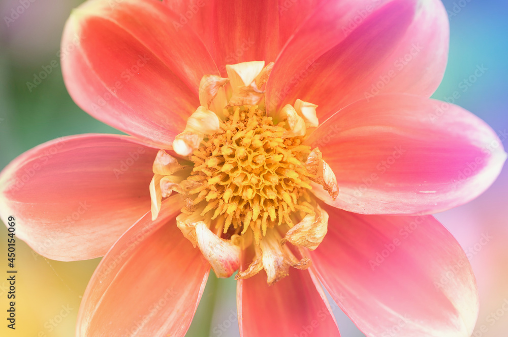 yellow red dahlia, close up with colorful lens flares yellow red dahlia, close up with colorful lens flares