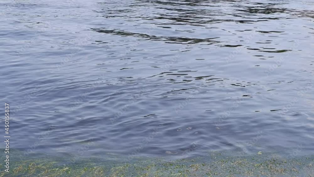 The movement of water and algae in the river. Waves. Nature. 4k The movement of water and algae in the river. Waves. Nature. 4k