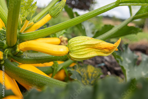 Close up of a flower on a zucchini (cucurbita pepo) plant