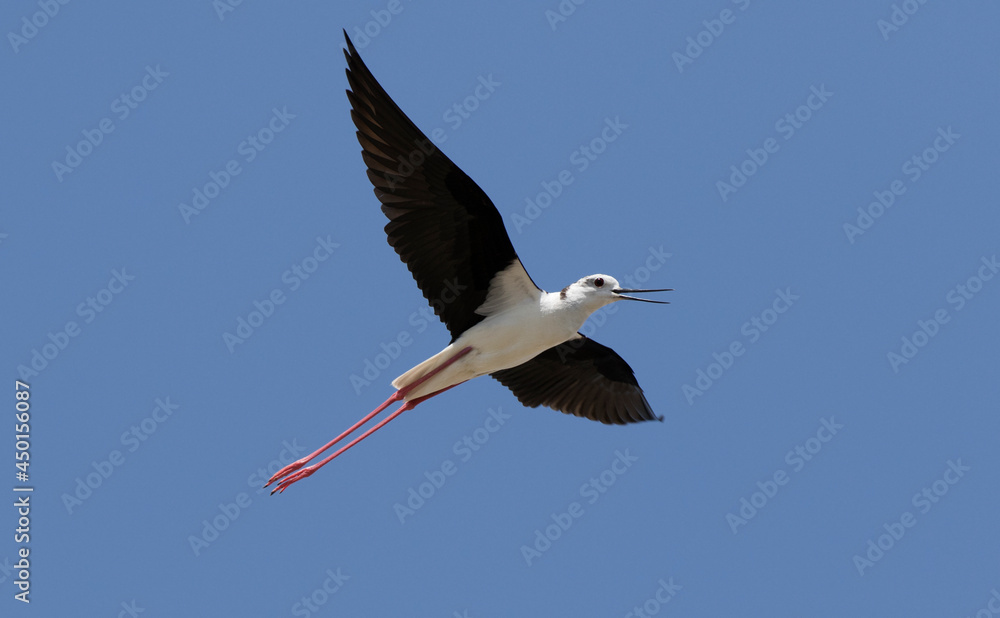 Obraz premium Black-winged stilt