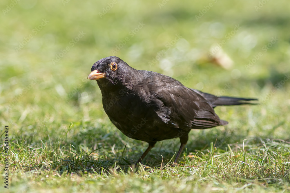 Male blackbird garden bird on grass lawn. Wild bird portrait. Male blackbird garden bird on grass lawn. Wild bird portrait.