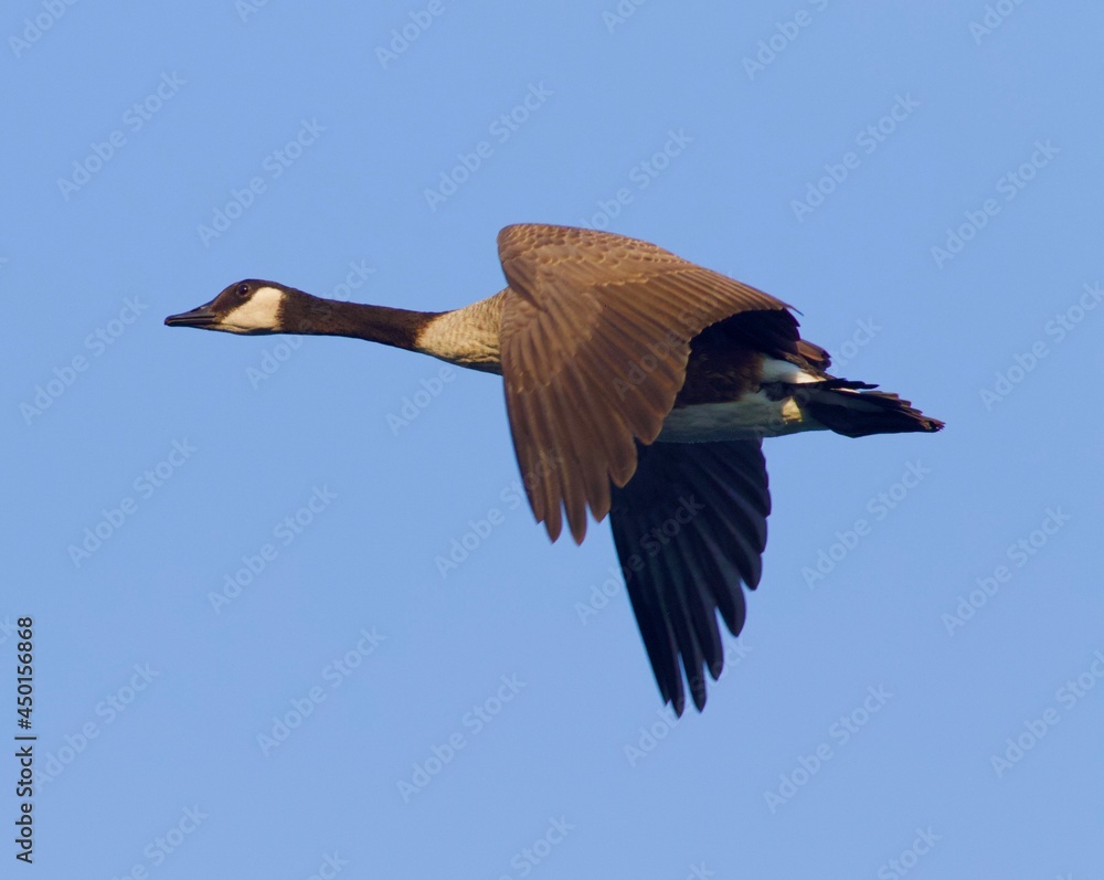 Obraz premium Flying Canadian goose