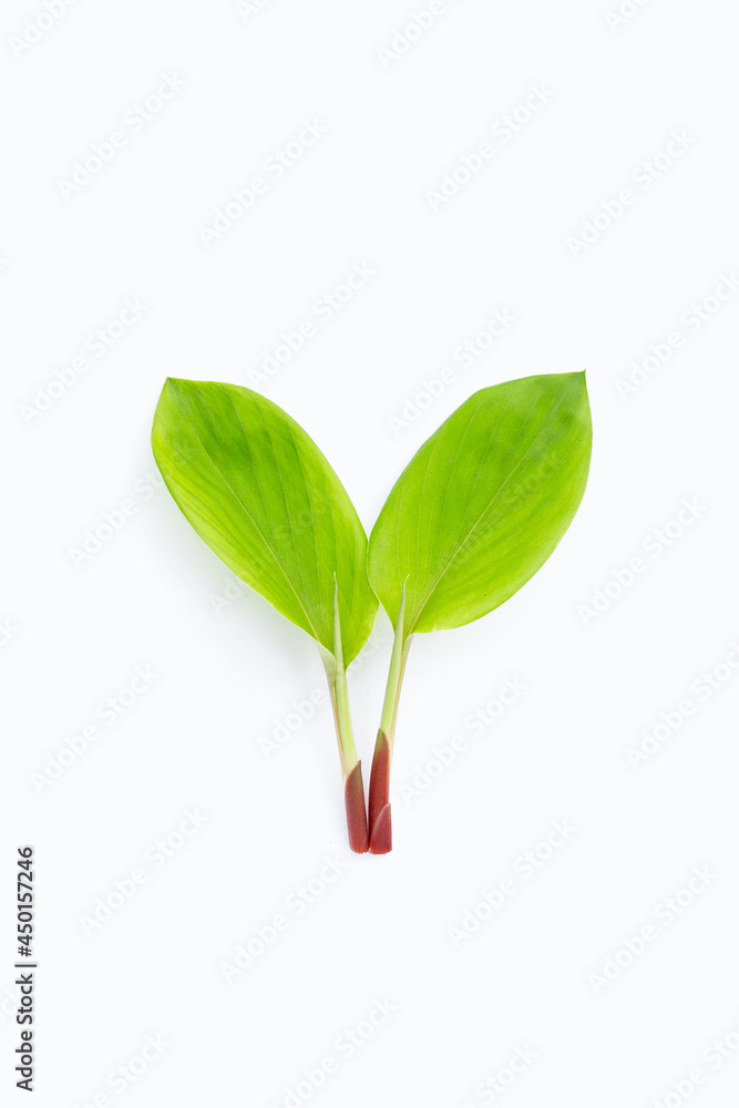 Fingerroot leaves on white background. Fingerroot leaves on white background.