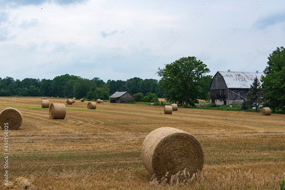 Field of bailed hay on a summers day