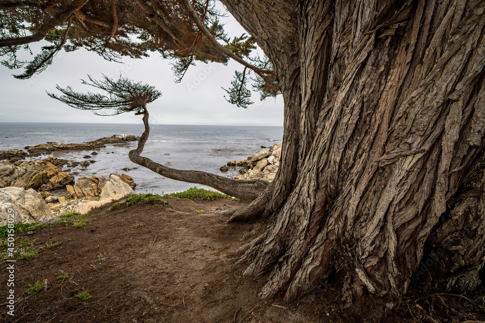 REACHING TRUNK AND ROCKY SHORE CARMEL BY THE SEA, California REACHING TRUNK AND ROCKY SHORE CARMEL BY THE SEA, California