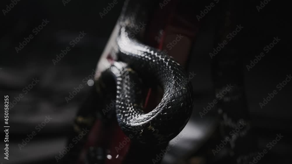 Dark snake creeping over guitar on the black silk sheet, showing its tongue, shimmering by its glossy skin, protection scales. Wildlife among us. Terrifying animals and insects conception