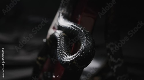 Dark snake creeping over guitar on the black silk sheet, showing its tongue, shimmering by its glossy skin, protection scales. Wildlife among us. Terrifying animals and insects conception  photo