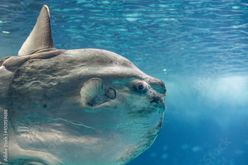 Photography Beautiful ocean sunfish.
