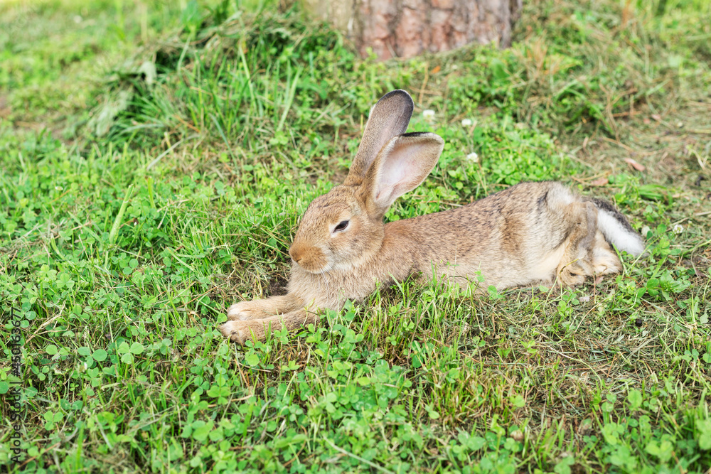 Fototapeta premium Relaxed young rabbit is lying in the grass. Summertime. Space for copy.