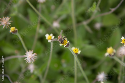 Abeja recolectora