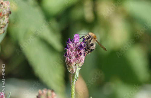 close up of a Western honey bee (Apil mellfera) feeding on beautiful violet lavender (Lavandula angustifolia) flowers © Martin
