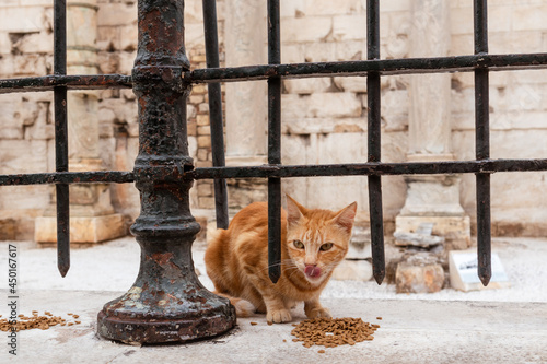 Canvastavla Red stray cat eating near Hadrian's Library fence, Adrianou street