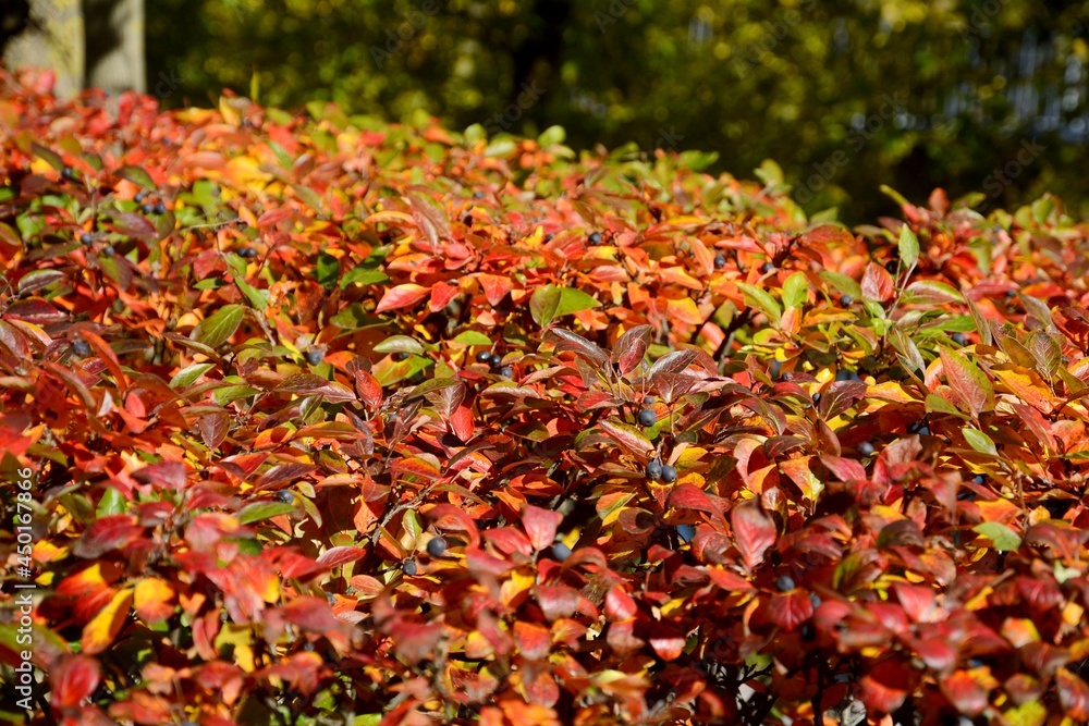 The cotoneaster is brilliant. Hedge. Autumn. The cotoneaster is brilliant in the fall. The cotoneaster is brilliant. Hedge. Autumn. The cotoneaster is brilliant in the fall.