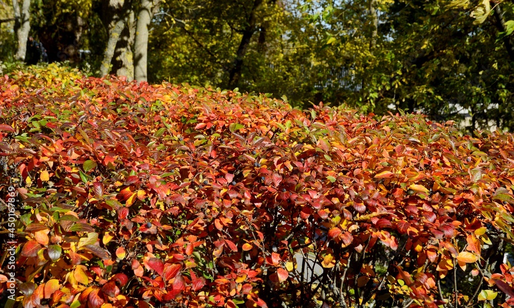 The cotoneaster is brilliant. Hedge. Autumn. The cotoneaster is brilliant in the fall. The cotoneaster is brilliant. Hedge. Autumn. The cotoneaster is brilliant in the fall.