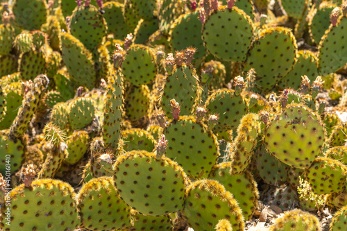 Prickly Pear Cactus in the botanical garden.