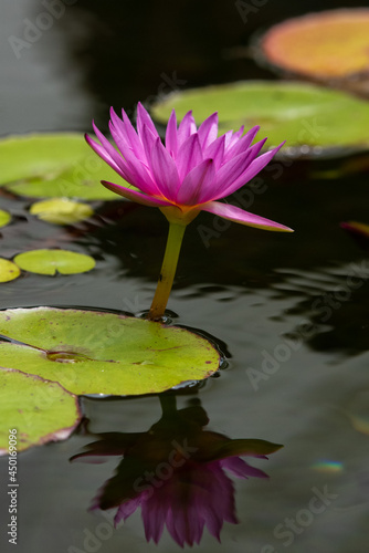 Lily Pad Flower Bloom