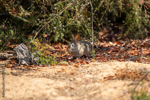 Cottontail rabbit sitting under a tree in the forest. 