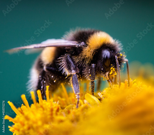 Canvas Print Bumblebee