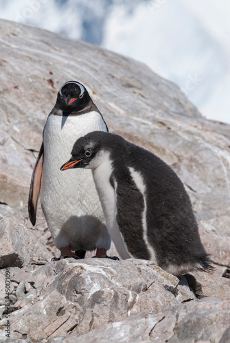 Gentoo Penguin with chick  Neko harbour Antartica