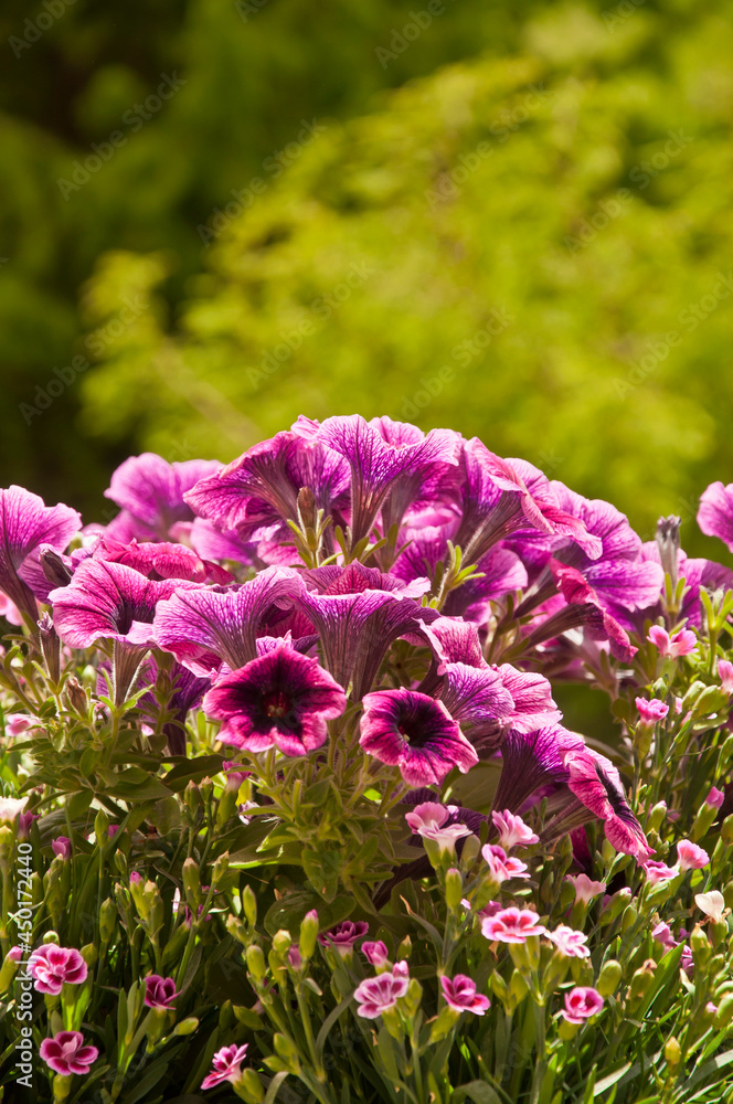 beautiful pink flowers of Petunia hybrida surfinia with smaller carnation flowers beautiful pink flowers of Petunia hybrida surfinia with smaller carnation flowers