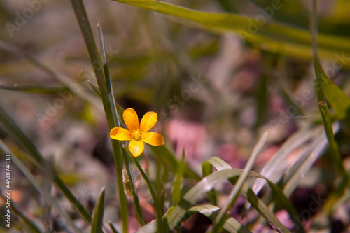 Peque  a y bella flor  Aleluya  amarilla de jard  n.  Acederilla   