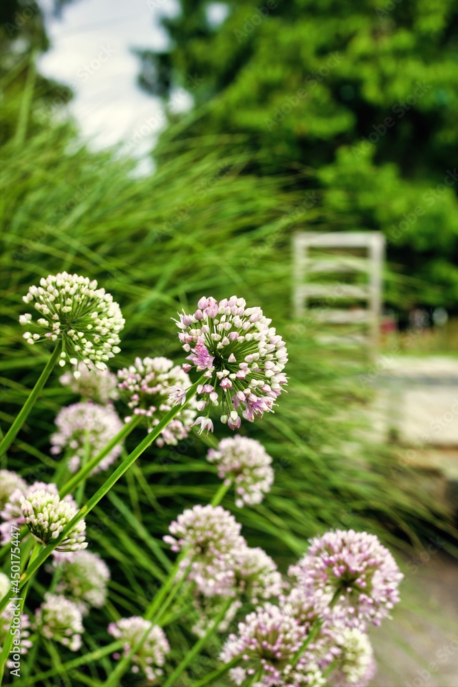 Obraz premium Bunch of German garlic and mountain lovage in a garden against blurred background. Selective focus.