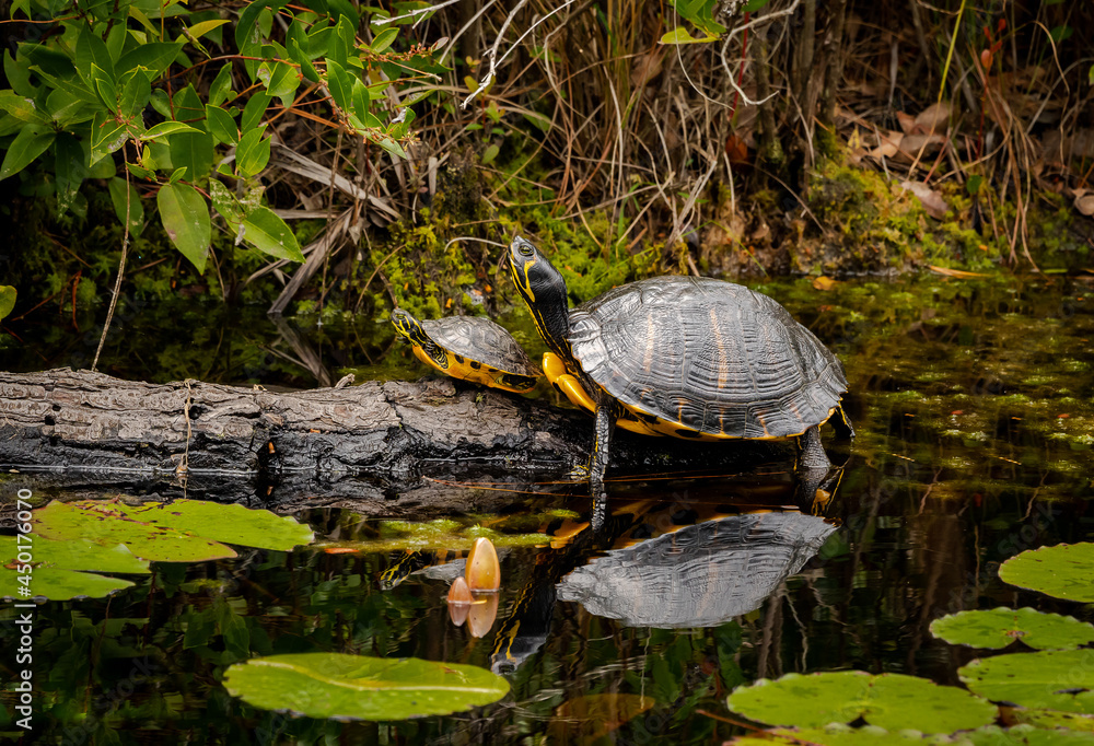 Yellow Bellied Slider Turtle in marsh habitat at Okefenokee swamp in Southern Georgia. Yellow Bellied Slider Turtle in marsh habitat at Okefenokee swamp in Southern Georgia.