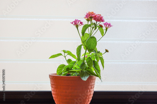窓辺で撮影したランタナの鉢植え photo