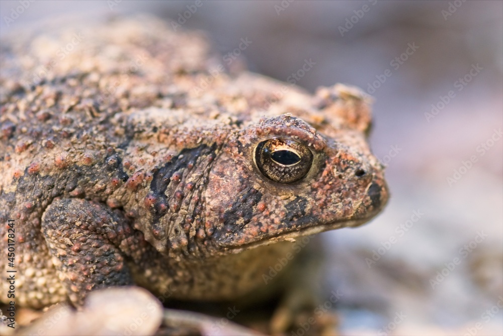 Closeup portrait of a toad waiting to pounce on insects that have wandered too close. Closeup portrait of a toad waiting to pounce on insects that have wandered too close.