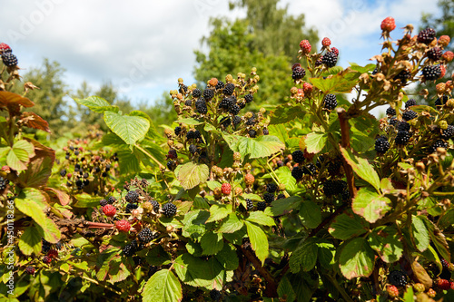 blackberries growing in garden on a sunny day photo