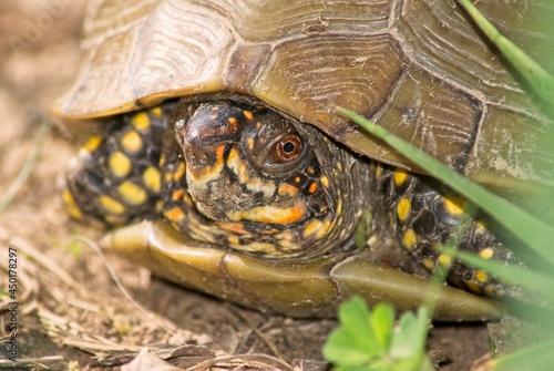A box turtle views the outside world from the safety of his shell.