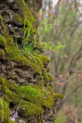 Moss grows on a rocky outcropping in the forest in southern Illinios.