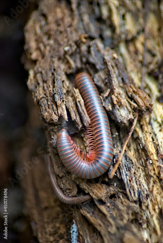 A millipede explores a break in a rotten log.